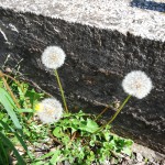 LG G Pro – Foto otvoreno 2