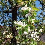 LG G Pro – Foto otvoreno 3